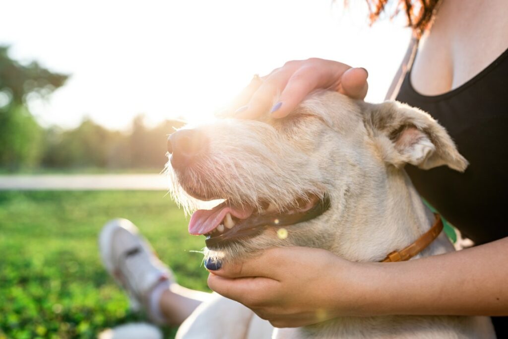 Louve nomade; soin énergétique animaux; louve-nomade.com; https://louve-nomade.com/; soins puy de dôme ; 